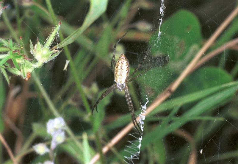 Argiope_bruennichi_F2216_Z_77_Les Gris_Frankrijk.jpg